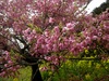 早咲きの桜