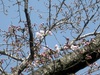 ソメイヨシノ開花！