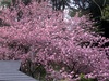 八重桜