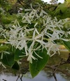園内の花々　5/2