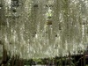 GWのお花たち