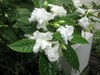温室の花