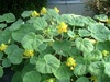 かわった植物たち