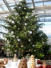 大温室クリスマス展示2015