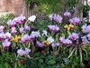 新年の温室の花