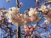 3月3日は