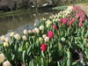 園内の様子（3月12日）