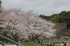 今日のソメイヨシノ4/2