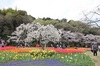 桜とチューリップと笑顔