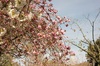 八重桜へバトンタッチ
