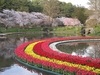 4/4　ソメイヨシノ満開！　