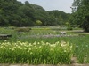 初夏の花