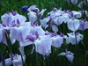 5/20 園内の花たち。