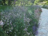 初夏の花　第2弾