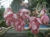 温室の花たち