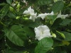 温室の花　第3弾