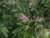 温室の花　第4弾