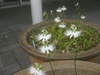 温室の入口の花