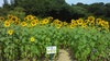 夏花壇の花