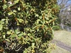 秋の訪れを感じる「花と香り」