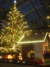 大温室クリスタルパレス　クリスマス展示