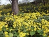 ツワブキの花が見ごろ！