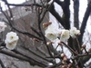 梅の花が咲きはじめています