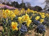 高台の花壇では、