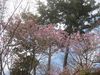 浜名湖花フェスタまであと少し