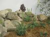 ブラックアイリス開花