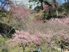 春爛漫の季節が近づいています。