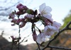 ３/29  ソメイヨシノ開花！　春めく園内！！