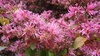 浜名湖花フェスタ2017　期間中盤に入ります　