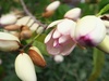 バナナの香りの花が咲きました。