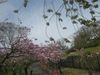 八重桜が見ごろに