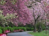 季節は足早に進み、八重桜やフジへとバトンタッチ！！