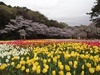 桜・チューリップ今週も観賞できます！。