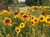 夏の花壇は花形や葉色や穂に注目
