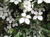 園内の花たち　7/6