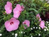 夏の花に会いに行こう！