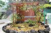 不思議な植物の世界