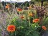 秋の花壇