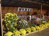 菊花展開催中