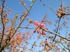早咲きサクラが咲き始めました。