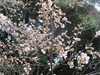 ソメイヨシノ見頃が間近に！
