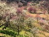 春がやってきました