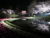 3/25（日）　夜桜ライトアップ2018