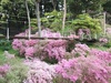 ツツジや菊桜がみごろです！
