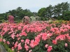 花フェスタ後半戦！まだまだ楽しめます。