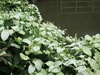 梅雨の空模様でも元気な花達！
